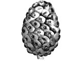 Pine cone